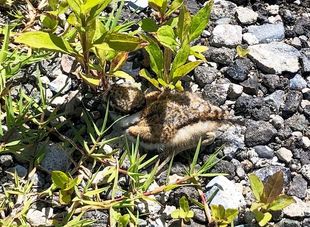CFAY WORKS WITH GOJ TO PROTECT GROUND NESTS AT BRIGGS BAY