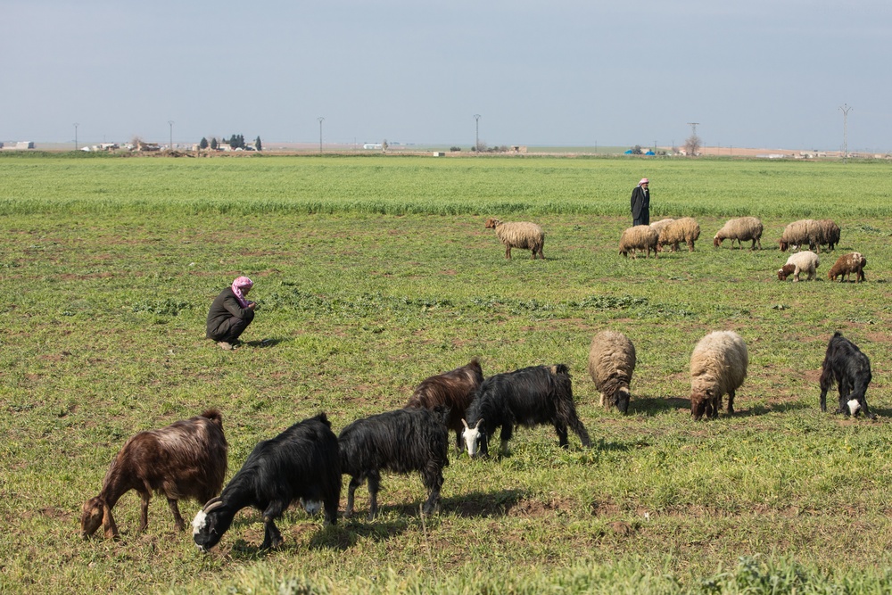 Another Year Without Daesh: Herding Sheep