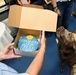 Naval Health Clinic Corpus Christi service dog promoted to lieutenant commander