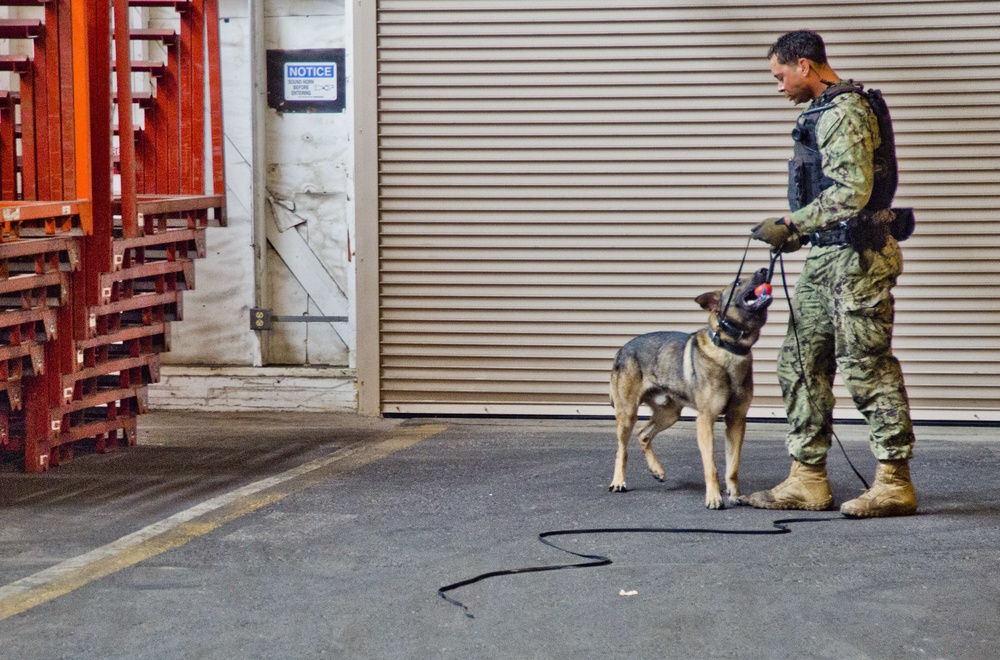 NBVC Military Working Dogs