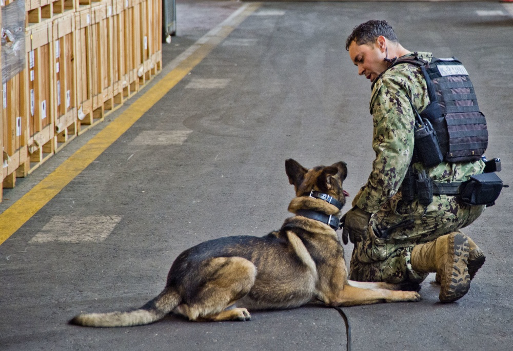 NBVC Military Working Dogs