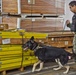 NBVC Military Working Dogs