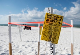 Four species of sea turtle nesting on Eglin's beach