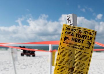 Four species of sea turtle nesting on Eglin's beach