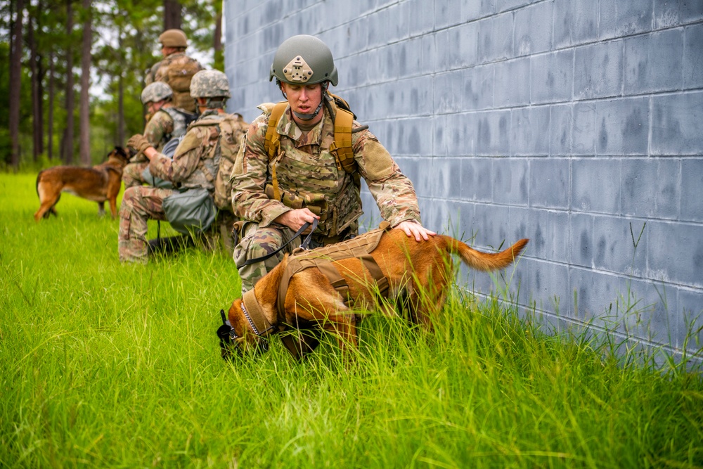Military Working Dog Culminating Event