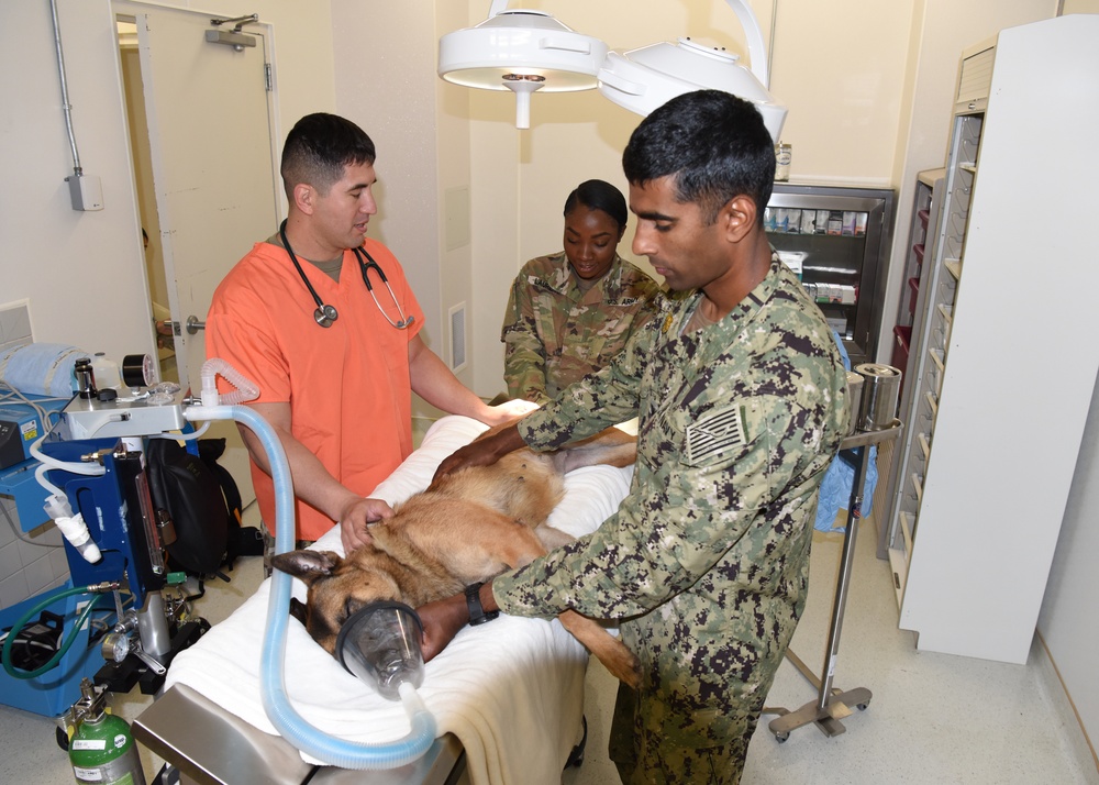 Veterinary clinics contribute to mission success
