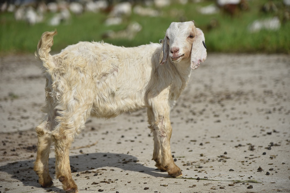 Malmstrom hosts goats for third year
