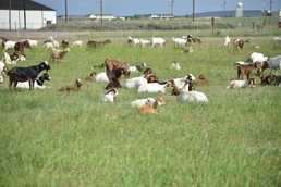 Malmstrom hosts goats for third year