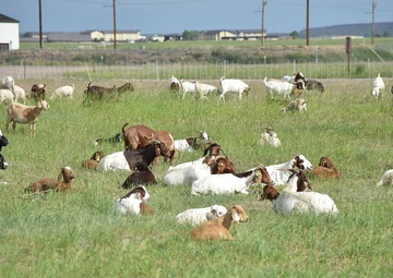 Malmstrom hosts goats for third year