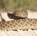 Summer weather attracts snakes on base