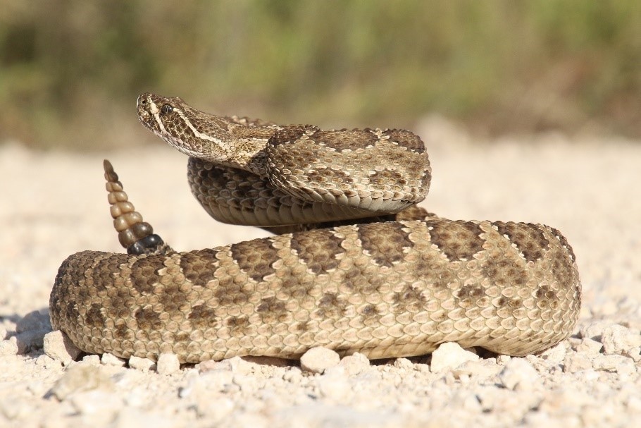 Summer weather attracts snakes on base