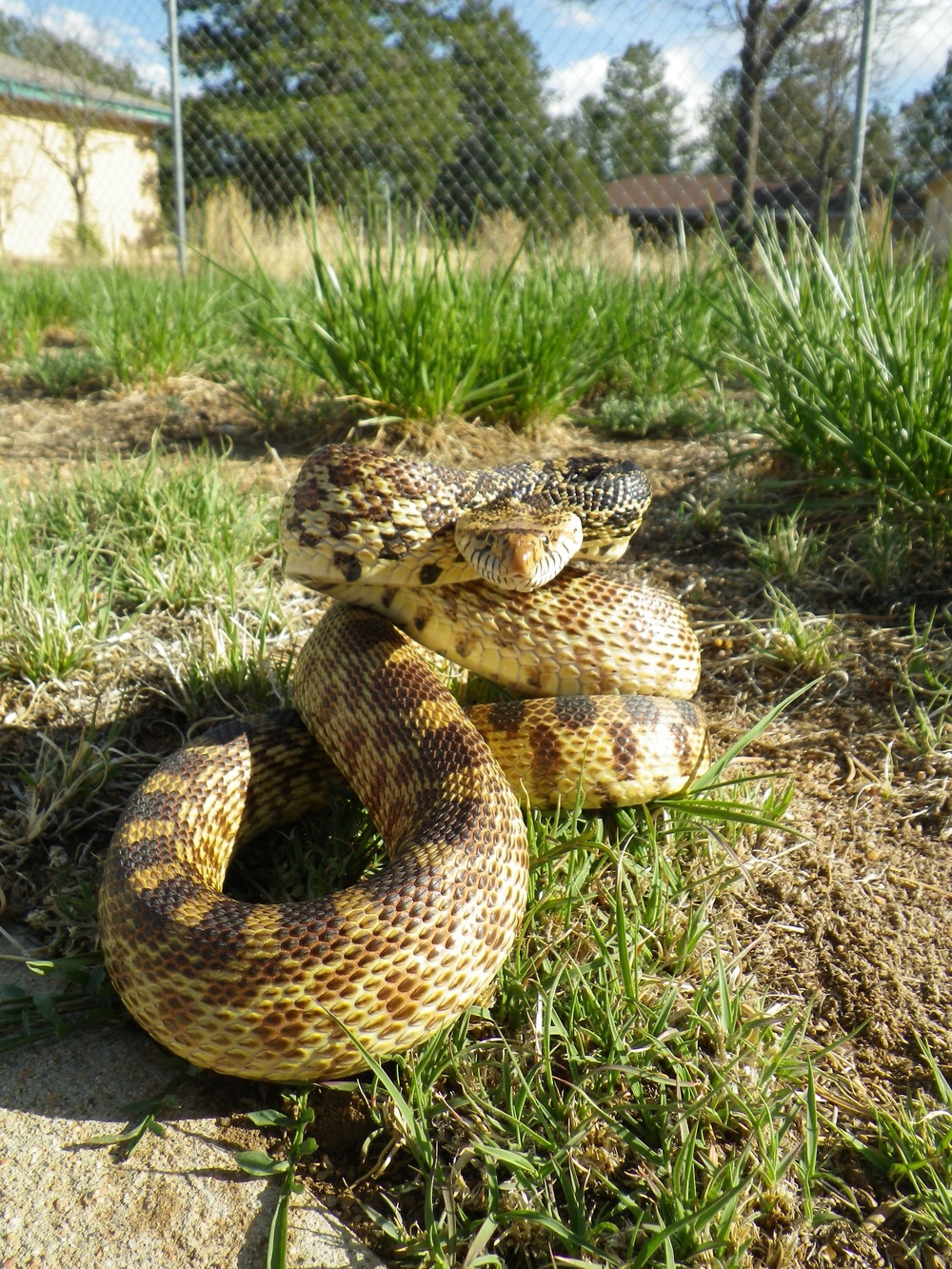 Summer weather attracts snakes on base