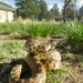 Summer weather attracts snakes on base