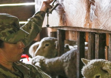 Ballesteros and sheep