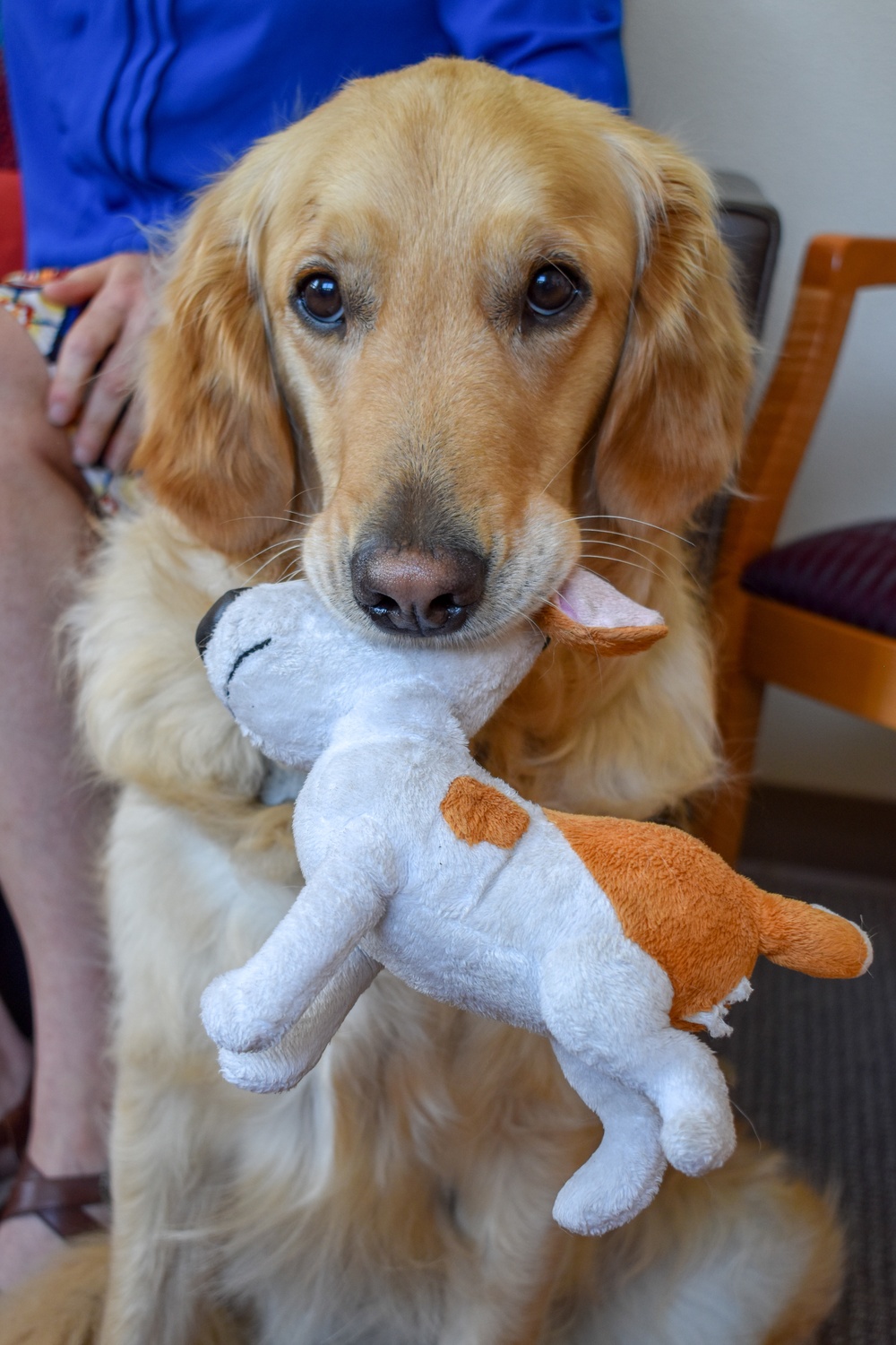 Bolt the Therapy Dog