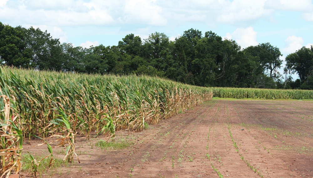 Corn Fields Damaged