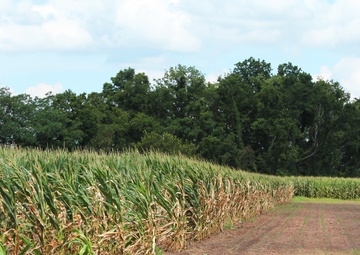 Corn Fields Damaged