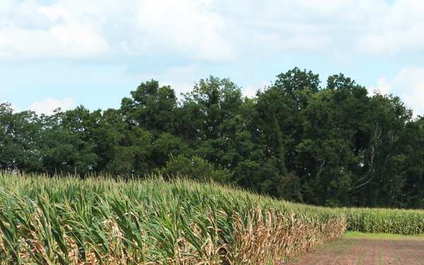 Corn Fields Damaged