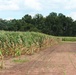 Corn Fields Damaged