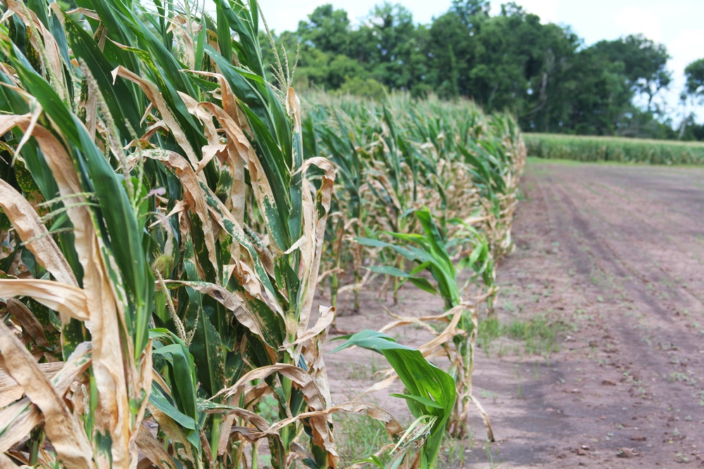 Arkansa River Water Ruins Corn Crop
