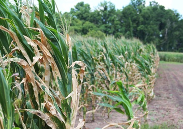Arkansa River Water Ruins Corn Crop