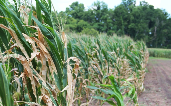 Arkansa River Water Ruins Corn Crop