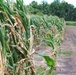 Arkansa River Water Ruins Corn Crop