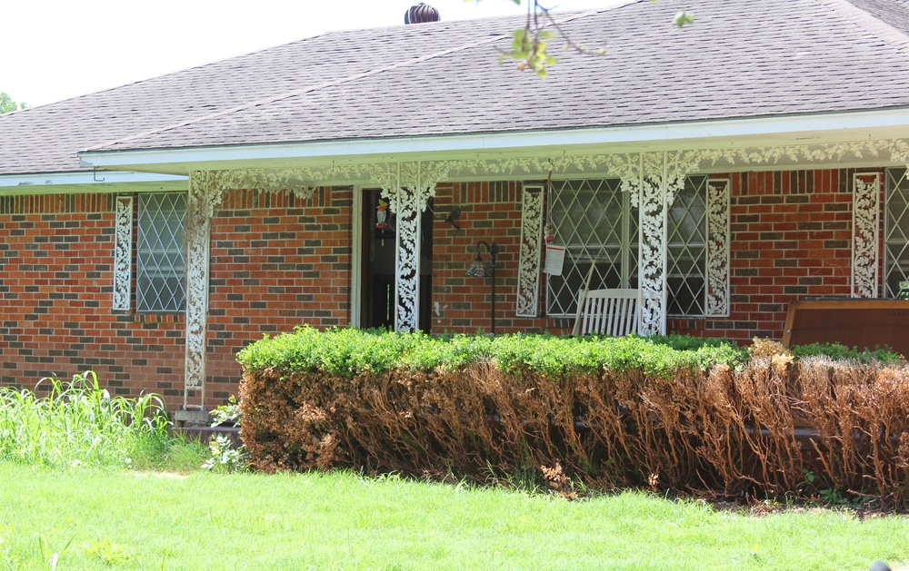 Brown Hedge Reveals Water Level From Flood