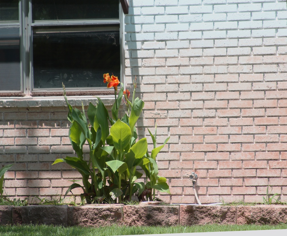 A Flower After the Flood