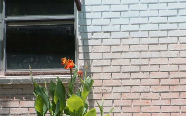 A Flower After the Flood