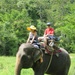 FED employee rides elephant in Korea