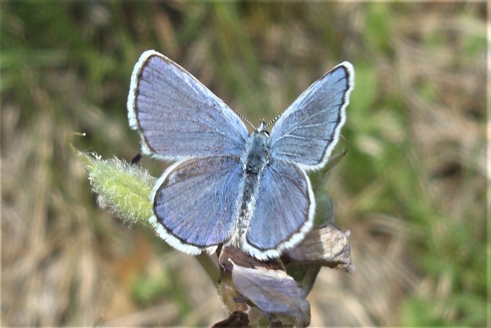 Butterfly Field Days planned at Fort McCoy