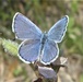 Butterfly Field Days planned at Fort McCoy