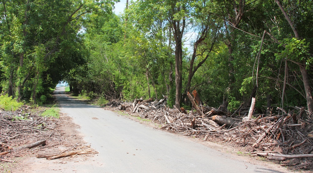 Twigs and Trees Line the Road