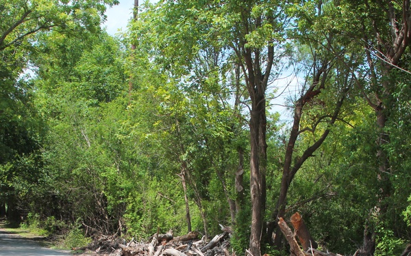 Twigs and Trees Line the Road