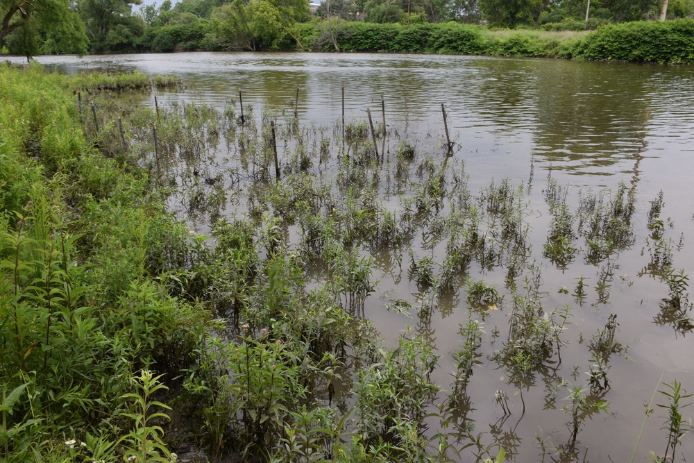 Beetles released as invasive species control at Seneca Bluffs project