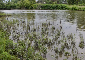 Beetles released as invasive species control at Seneca Bluffs project