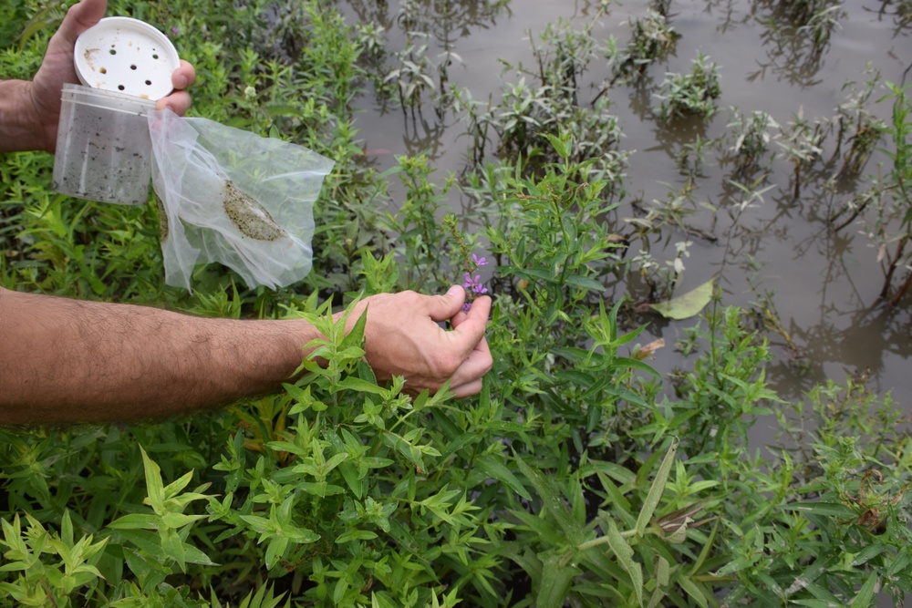 Beetles released as invasive species control at Seneca Bluffs project