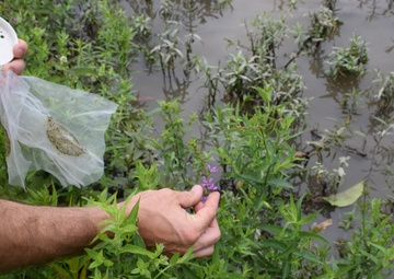 Beetles released as invasive species control at Seneca Bluffs project