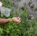Beetles released as invasive species control at Seneca Bluffs project