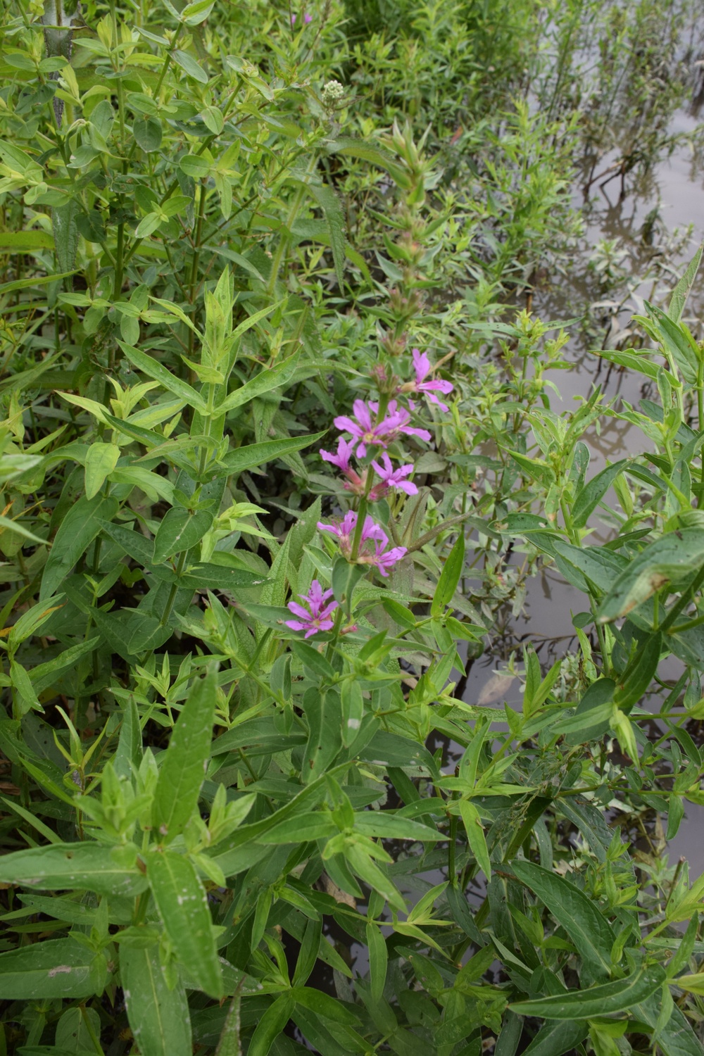 Beetles released as invasive species control at Seneca Bluffs project
