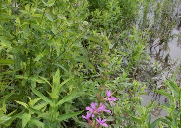 Beetles released as invasive species control at Seneca Bluffs project