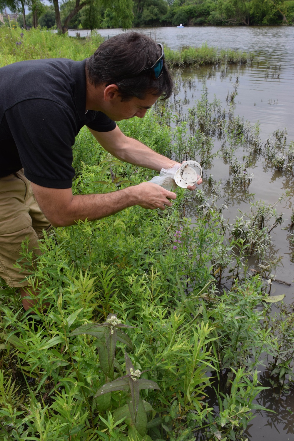 Beetles released as invasive species control at Seneca Bluffs project