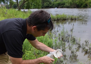 Beetles released as invasive species control at Seneca Bluffs project
