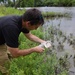Beetles released as invasive species control at Seneca Bluffs project