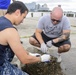 NMCP Staff Volunteer Time to Clean Oyster Pods