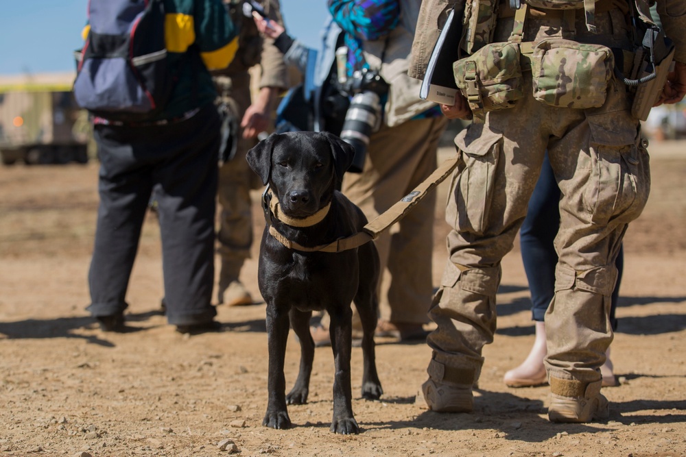 Iris the detector dog