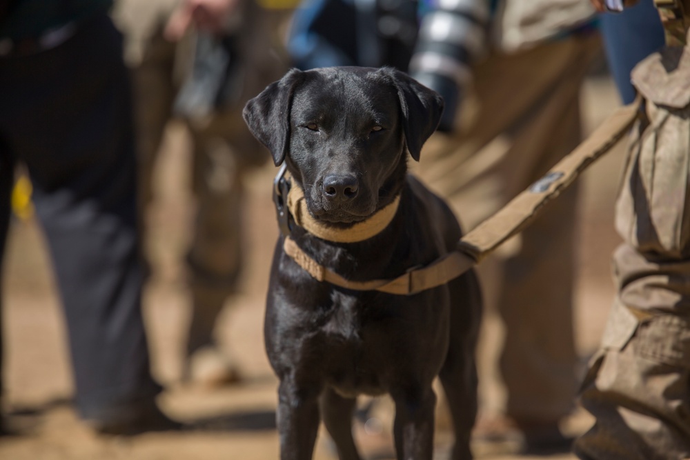 Iris the detector dog