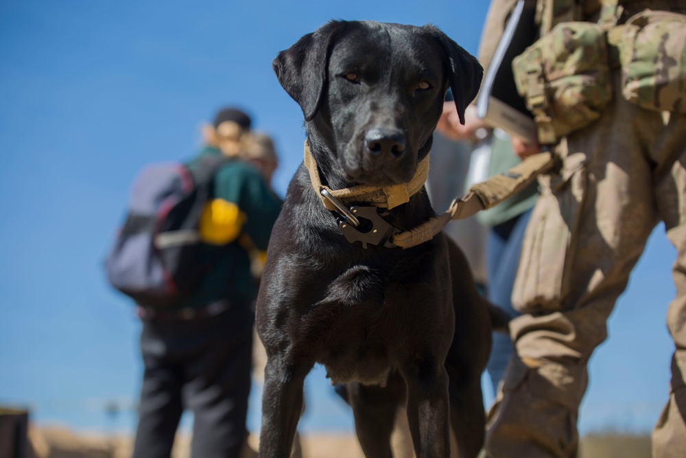 Iris the detector dog