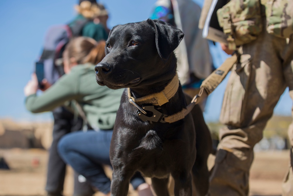 Iris the detector dog